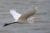 Egret In Flight_31241